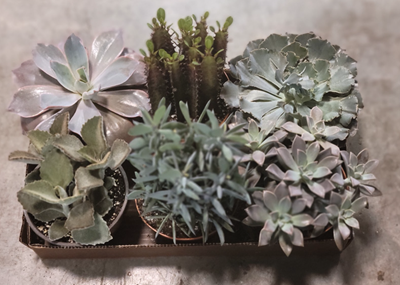 6" Succulent Assortment   